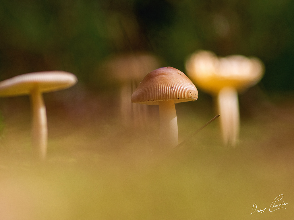 Champignons